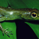 Illustration for article titled This bizarre lizard bleeds green poison that can kill you